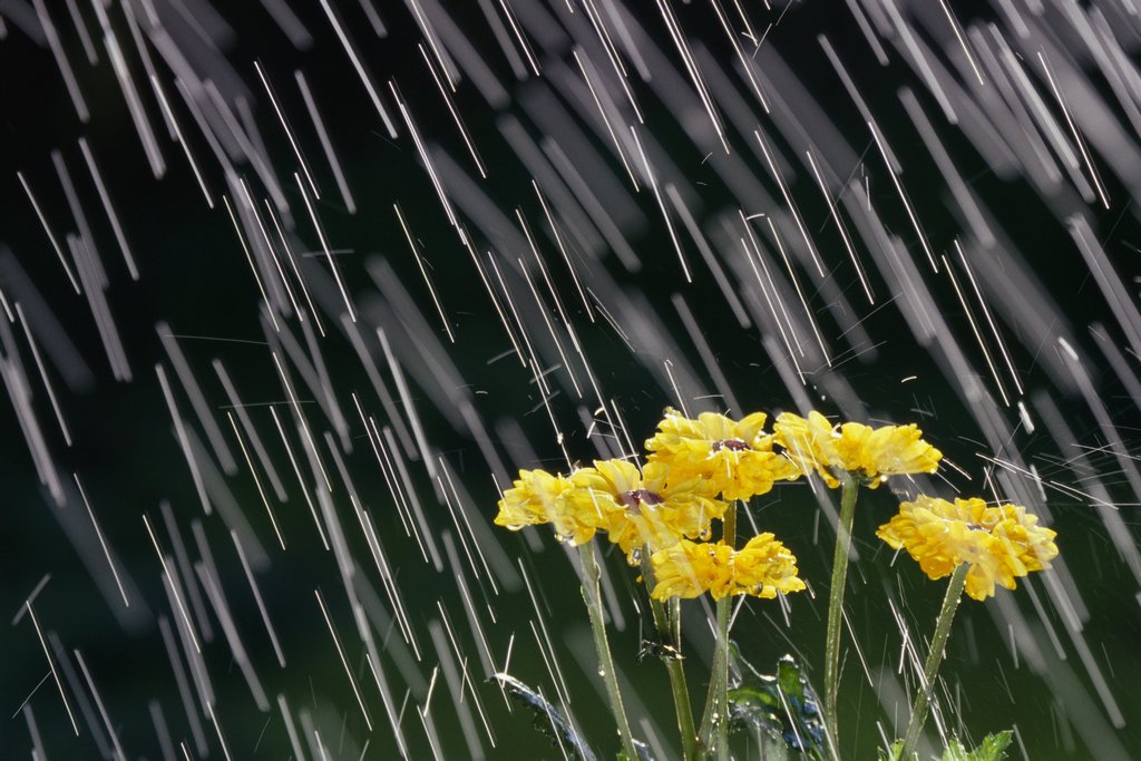 Бесплатные фотографии долгого золотого дождика доступны вам в любое время дня и ночи